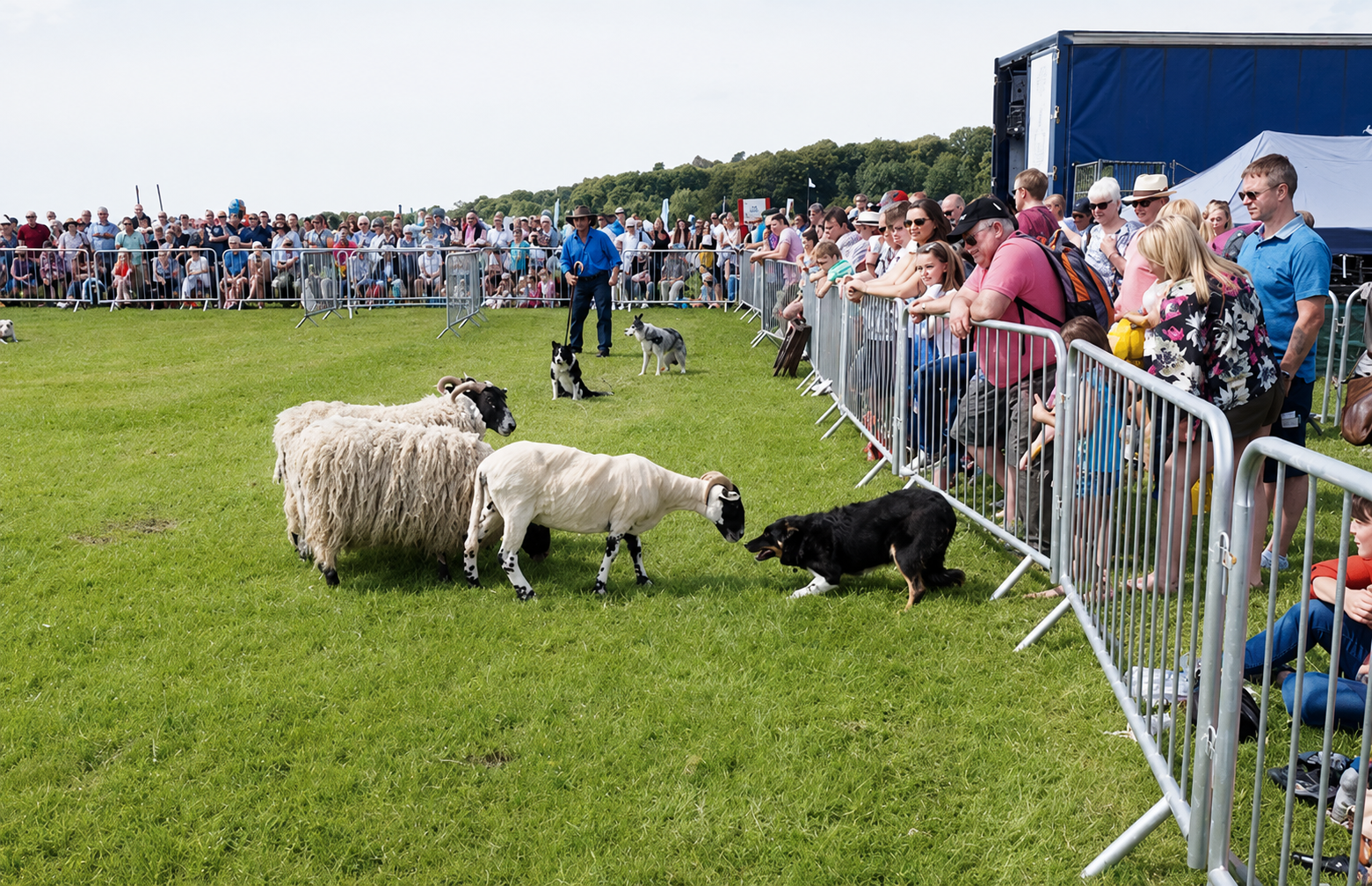 Dog and Duck Show